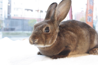 ミニうさ o1023102415467344331.jpg